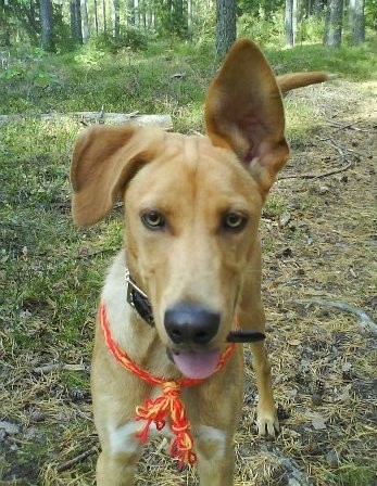 A large breed golden orange colored dog with yellow eyes and large ears with the left one flopped down and the right ear standing up, outside in the woods