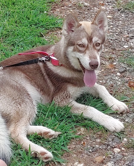 A red and white colored dog with a spot of tan on the top of her head laying outside looking happy