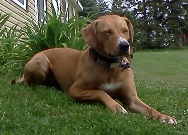 A fawn colored dog with drop ears laying down in grass in front of a tan house.