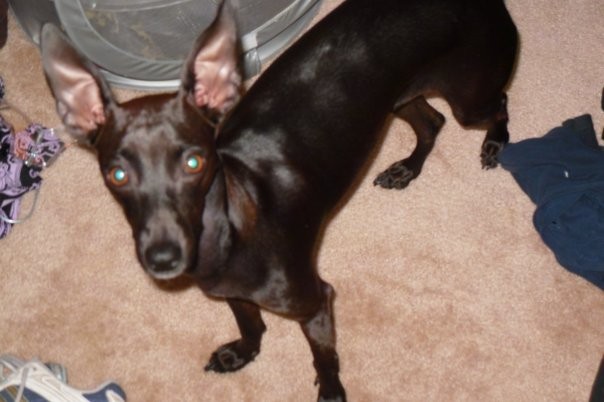 Looking down at a dark brown thin dog with a very short coat, huge ears that stand up to a point, round brown eyes and a long muzzle standing on a tan carpet with clothes and dog toys around him