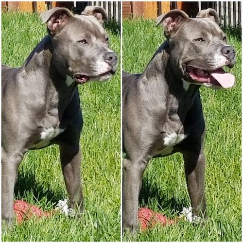 Two images side by side of the head and upper body of a gray muscular dog standing in grass, on the left the dog's mouth is closed and on the right the dog's mouth is open with his tongue showing