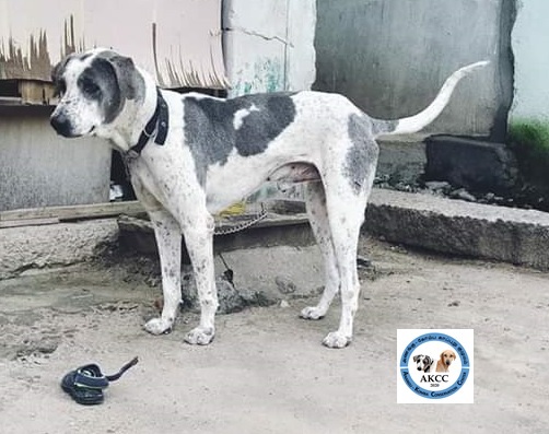 A large breed gray and white dog standing outside on a cement patio