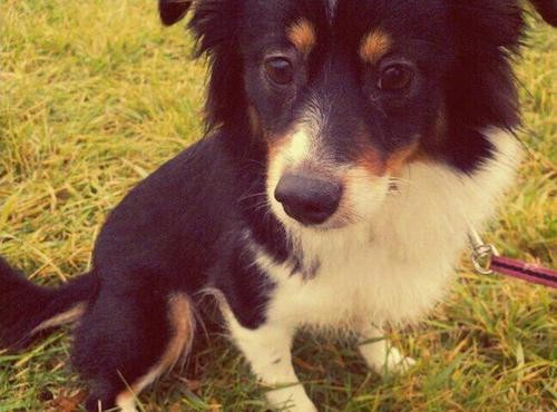 Close up of a tricolored black, tan and white dog with longer hair around her chest and head and tip of her tail with brown eyes and a black nose sitting down outside in the grass