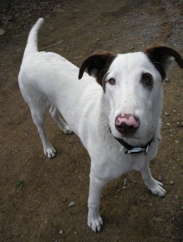 View looking down at a white, shorthaired dog with brown ears and a pink and brown nose standing outside in dirt looking up