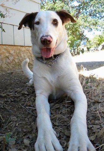 Front view of a large breed, short haired, white dog with brown ears and a brown patch around his right eye, a pink nose with black patches on it laying down in dirt next to a house