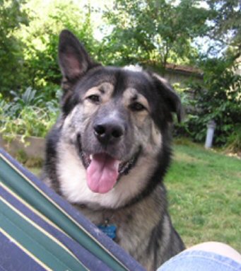 Close up head shot of a large dog with a big head and thick coat sitting outside with his tounge hanging out looking happy