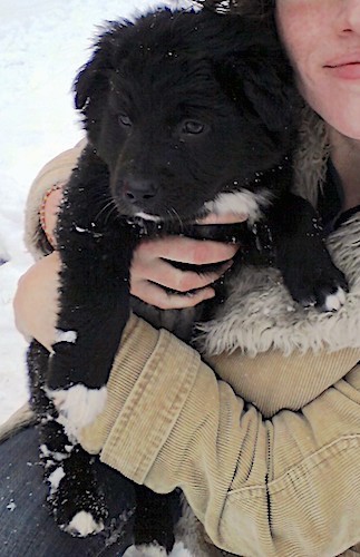 A little fluffy black puppy with white on his chest and tips of his paws being held by a lady in a tan jacket and blue jeans outside in the snow