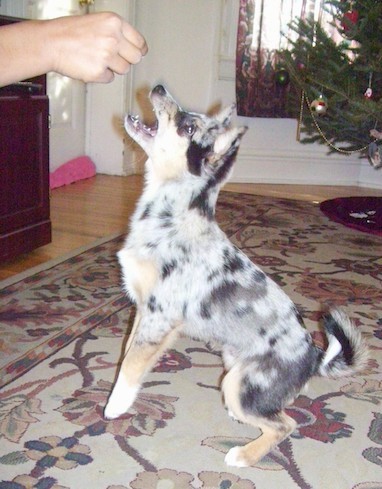 A merle colored little puppy with a fluffy tail jumping up to get a treat that a person is holding inside of a living room with a Christmas tree in the distance