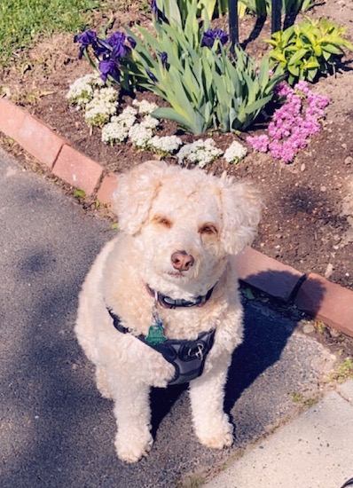 A little curly coated tan dog sitting down with flowers behind him