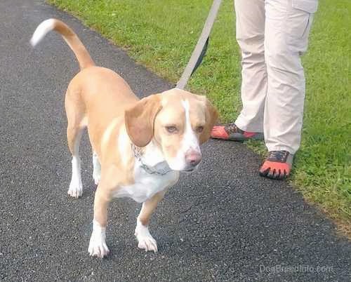 Front side view of a tan hound dog with a white chest, paws, tip of his tail and down the blaze of his snout standing outside next to a person in shoes that are shaped like a foot showing all the toes