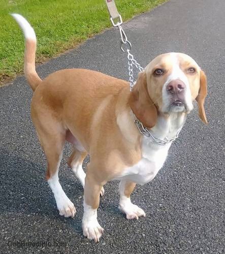 A tan and white heavy boned, thick dog with long drop ears, a barrel chest, brown eyes and a big brown nose about to sit down on an asphalt pathway