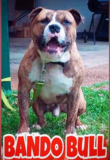 A wide chested brown brindle dog with a white muzzle and chest standing in grass with the words Bando Bull written in red letters below the dog