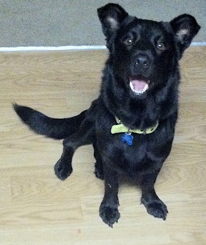 A thick coated, shiny, black dog with a wide neck, short legs and long tail sitting down on a hardwood floor.