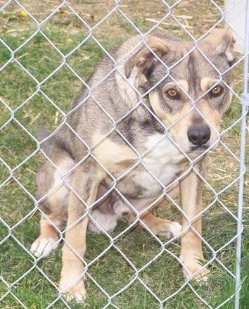 A tan, gray, white with black colored dog with ears that fold down and out to the sides, light brown eyes and a black nose sitting down in grass behind a chainlink fence