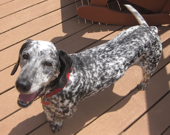 A short-legged black and white spotted dog with black ears, a black nose and a long tail wearing a red collar.