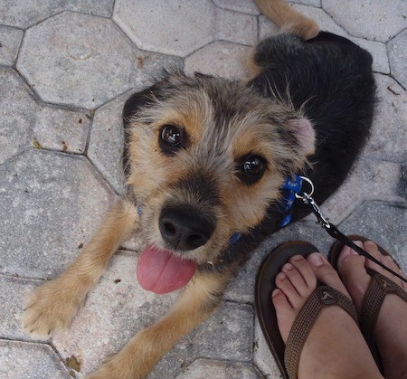 A tan with black dog with longer hair on her face, a black nose and dark round eyes laying down on a stone patio looking up