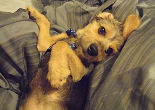 A tan with black terrier looking dog laying up-side-down, belly-up on brown striped sheets