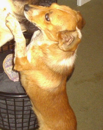 A tan dog with patches of white jumped up with her front paw on another dog's face inside of a house