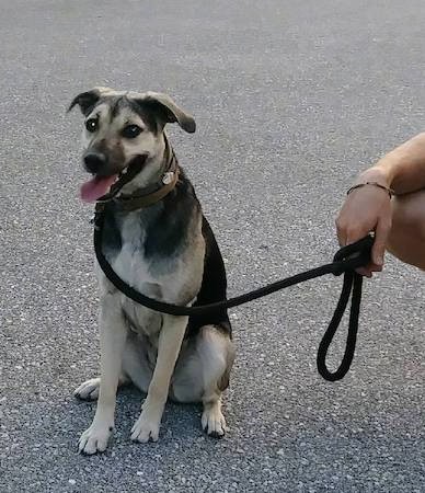 A black and tan dog with ears that fold to the sides, a black nose and a white patch on his chest sitting down with a man kneeling beside him holding his leash.