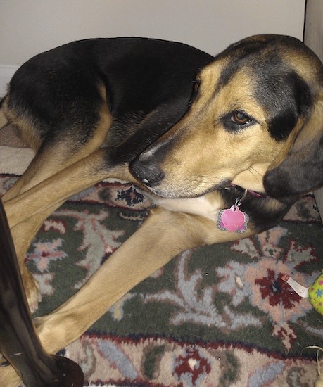 A big dog with brown eyes and a black and tan saddle back pattern coat laying down on a rug