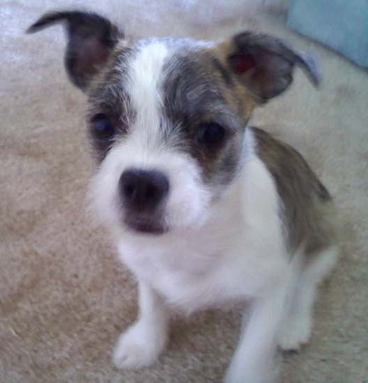 A wiry-looking white dog with brown brindle coloring over each eye, on her ears and back sitting down on a tan carpet