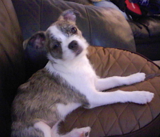 A small dog with a brown brindle saddle back pattern with a white stripe down her head leading to her muzzle with rose ears laying down