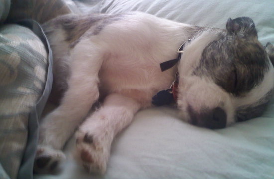 A small white brown and black colored brindle puppy with a black nose sleeping on a bed.