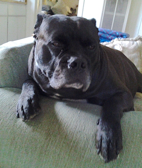 A black dog with a big black nose and dark eyes laying down on a green couch