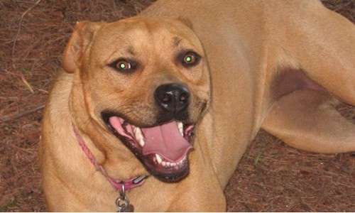 Close up of a happy looking fawn dog with a black nose and brown eyes laying down with a smile on her face