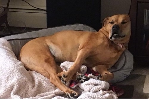 An extra large breed fawn dog laying down on a gray dog bed with a blanket on top of it inside of a house sleeping