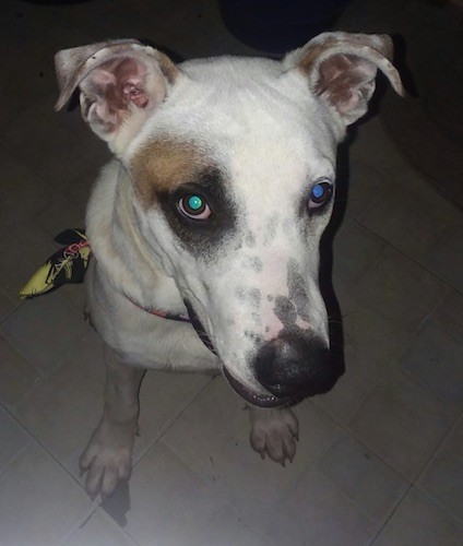 View from the top looking down at a white dog with a tan spot over his left eye, black spots on this snout and a big black nose with rose ears sitting down looking up