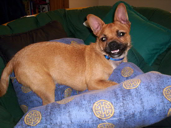 A short coat tan dog with wirey looking longer hairs on his face with a black muzzle, black nose and dark round eyes laying down