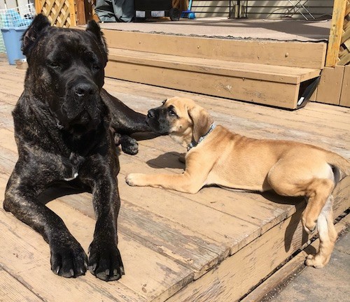 An extra large breed black brindle dog with small cropped ears laying down outside on a deck with a large breed tan puppy with a white snout and ears that hang down to the sides laying next to him