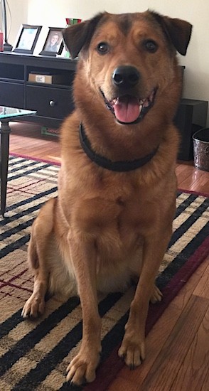 A thick coated tan with black dog sitting down on an area rug inside of a house with his pink tongue showing looking happy