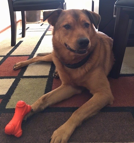 A large breed dog with a reddish tan coat, black ears, a big black nose and dark eyes laying down on a rug with an orange toy on top of his front paw