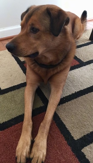 Front view of a large breed tan dog with a red tint to it with darker ears that fold down to the front and a long muzzle with a black nose laying down looking to the left