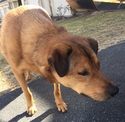 Front view of a large breed fawn dog with black ears that fold to the front, a long muzzle and a black nose leaning down looking at something outside in a driveway