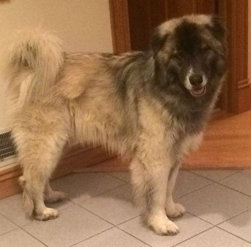 A very big, thick coated, tan and black dog with small ears that fold to the sides, a tail that curls up over the dog's back with long fringe hair feathered on it standing in a white tiled floor in a house looking happy