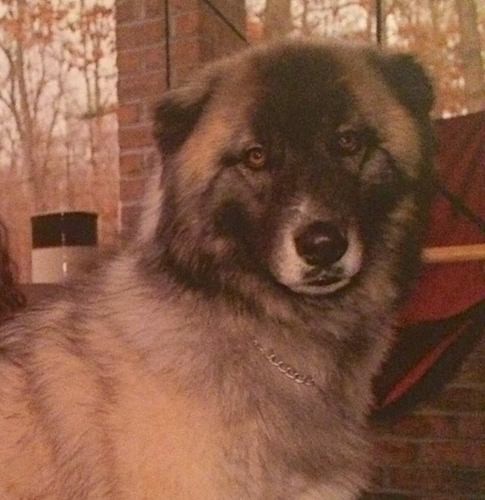 Close up head shot of an extra large dog with very thick, fluffy tan, black and gray hair, very small fold over ears, a big black nose and black lips with round brown eyes sitting down on a brick porch