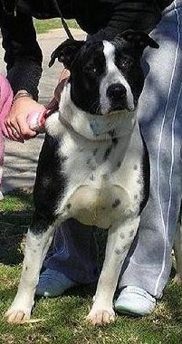 Front view of a muscular black and white dog leaning against a person wearing gray sweat pants with a small child in a pink jacket petting the dog