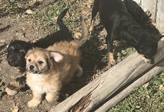 Two little puppies, one black and one tan next to their black and tan mother outside