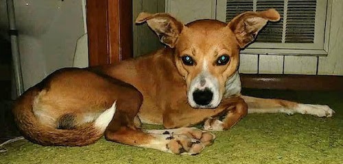 A brown with white shorthaired dog with very large ears that stand up and bend down at the tips with a wide forehead, dark eyes and a black nose laying down on a bright green carpet