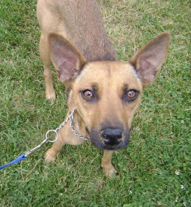 View from above looking down at a short coated tan dog with very big ears that stand up, brown eyes and a black nose standing outside in grass looking up