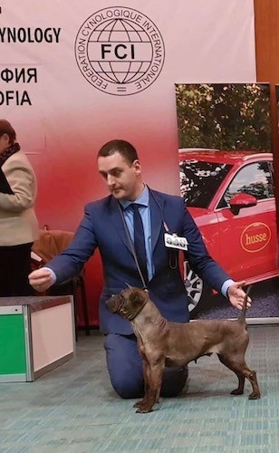 A man posing a dog in a stack pose in front of a red backdrop at an FCI dog show