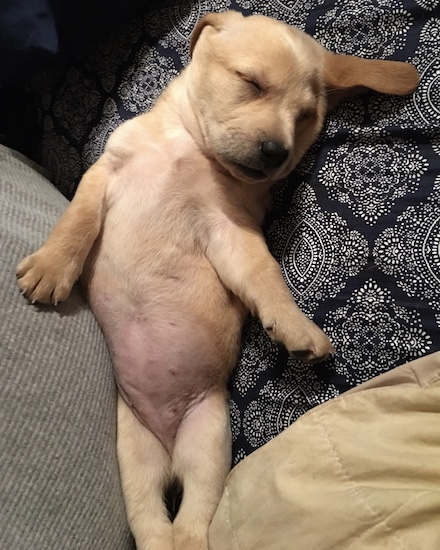 A small tan puppy  sleeping belly up on a  black and white sheet