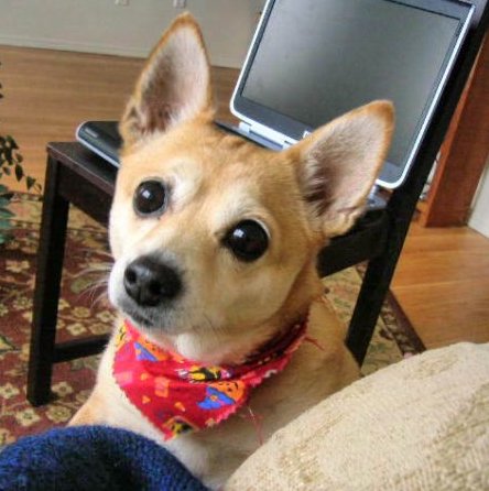 A tan dog with ears that stand up to a point, round black eyes, a black nose and a pointy snout sitting down.