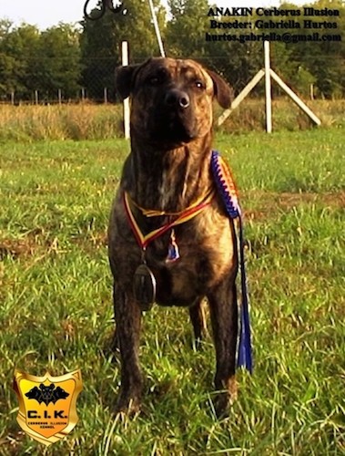 Front view of a large breed wide chested, muscular dog with a big ribbon around her thick neck outside in grass