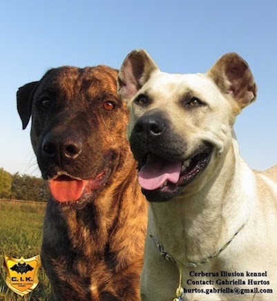 Front view head shot of a tan dog with cropped rounded ears and a brown brindle dog with natural ears outside looking happy