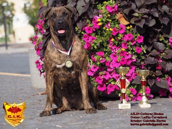A large brown brindle dog with a wide chest sitting down next to hot pink flowers with a medal around her neck and trophies next to her