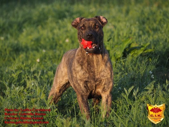 Front view of a brindle dog with cropped ears and a red ball toy in her mouth outside in grass looking alert